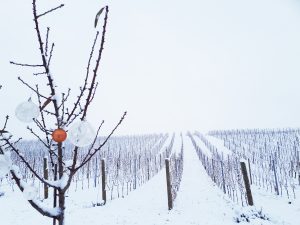Weihnachtlicher Schnee im Blaufränkischland