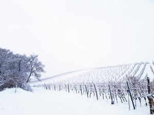 Blaufränkischland Winter