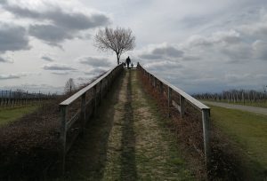 Lutzmannsburger Weingärten im Blick